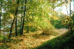 Bild Waldweg